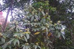 Actinodaphne bourdillonii